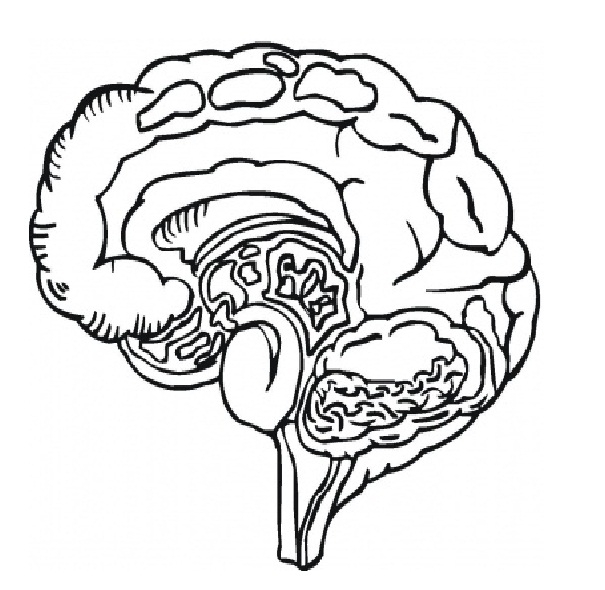 605x590 27 Human Body Coloring Pages Pictures Free Coloring Pages