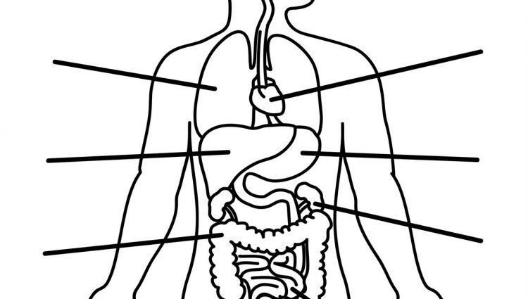 750x425 Human Body Organs Coloring Pages