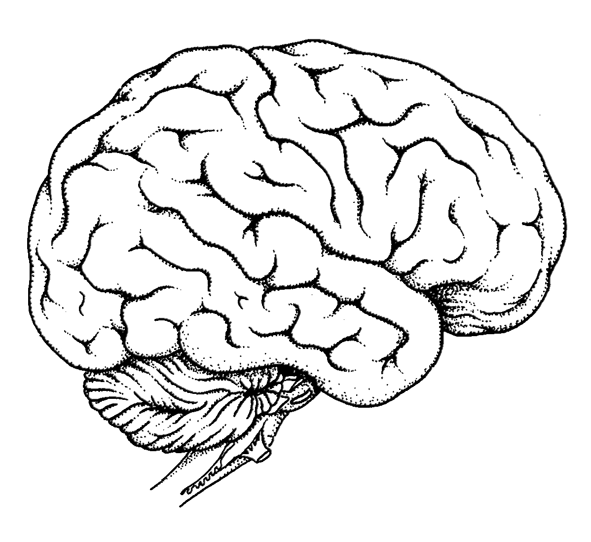 1198x1098 Human Brain Worksheet Coloring Page Free Printable Pages In Organs