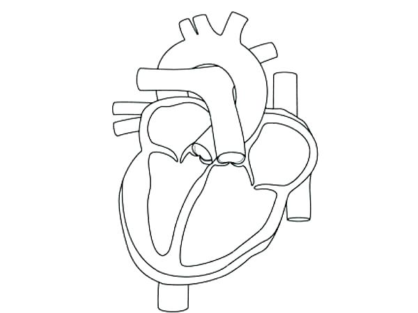 600x450 Human Heart Coloring Pages Human Organs Coloring Page Human Heart
