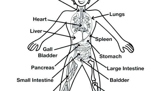 570x320 Human Organs Coloring Page Human Body Coloring Pages Human Body