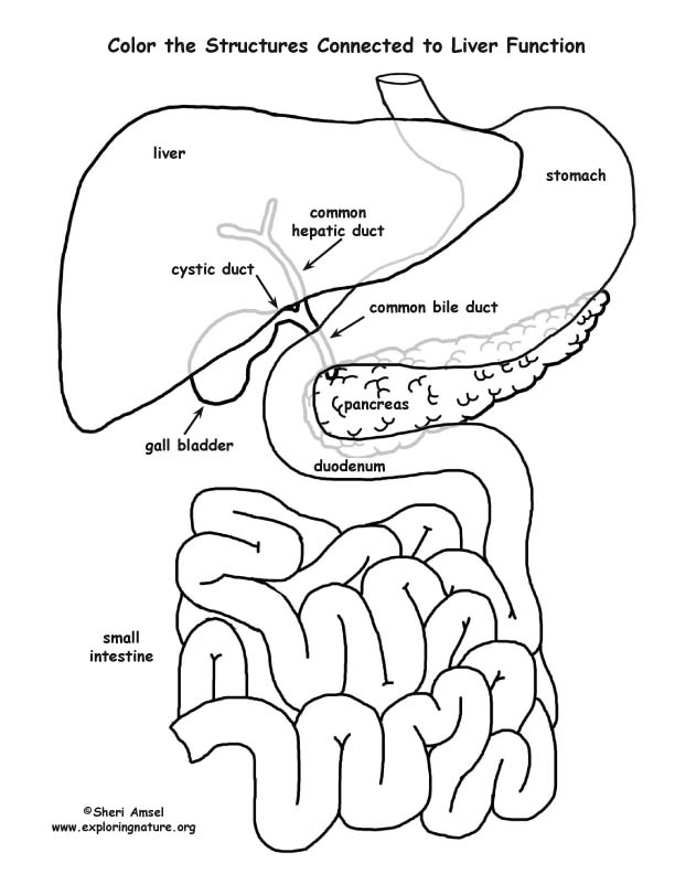 612x792 Liver Function Organs (Labeled) Coloring Page