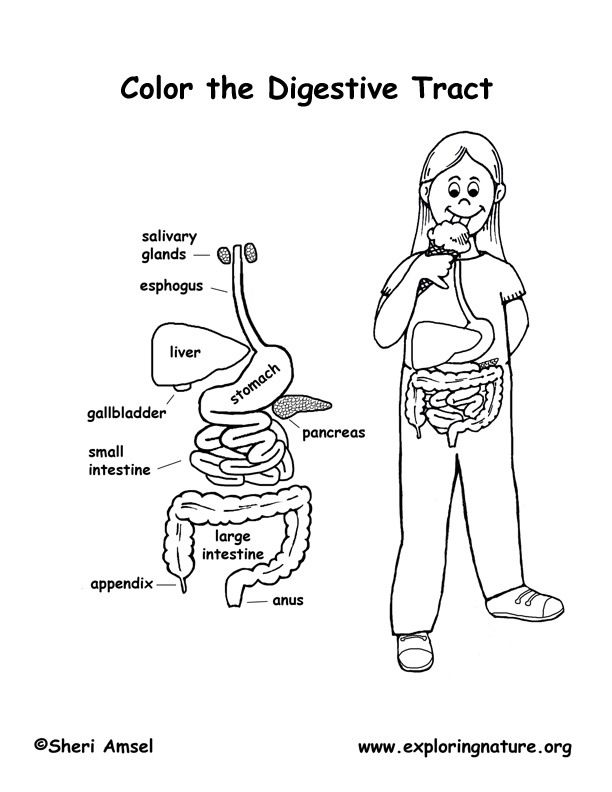 612x792 Pin By Aleka Molokova On Coloring Pages Human Body