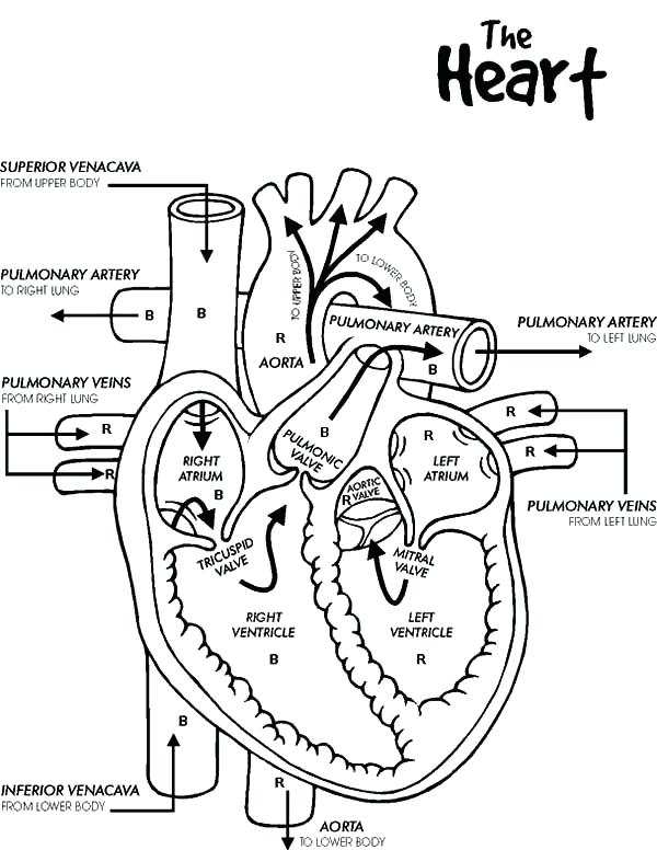 600x776 Human Skeleton Coloring Page Of Human Heart Coloring Pages Bulk
