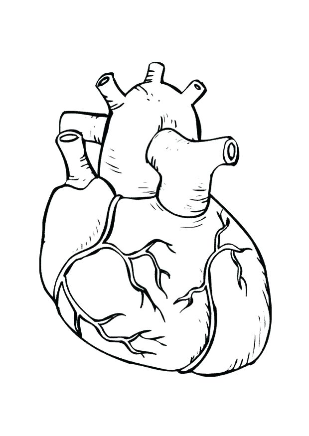 620x875 Human Skeleton Coloring Pages For Preschoolers Printable Coloring