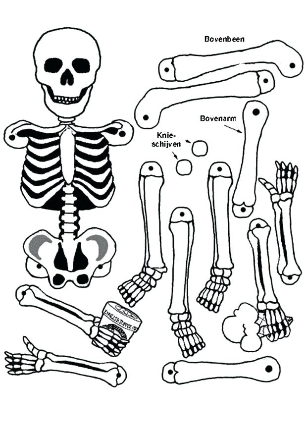 618x874 Human Skeleton Colouring Pages Coloring Sheet Bone Page Dinosaur