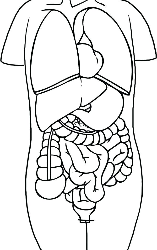 657x1050 Skeleton Coloring Pages Anatomy Free Printable Body And Skull