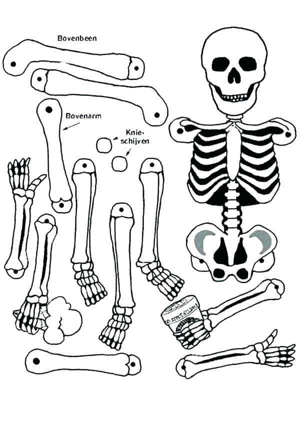 600x848 Bones Coloring Pages Skeleton Coloring Page Skeletons Coloring