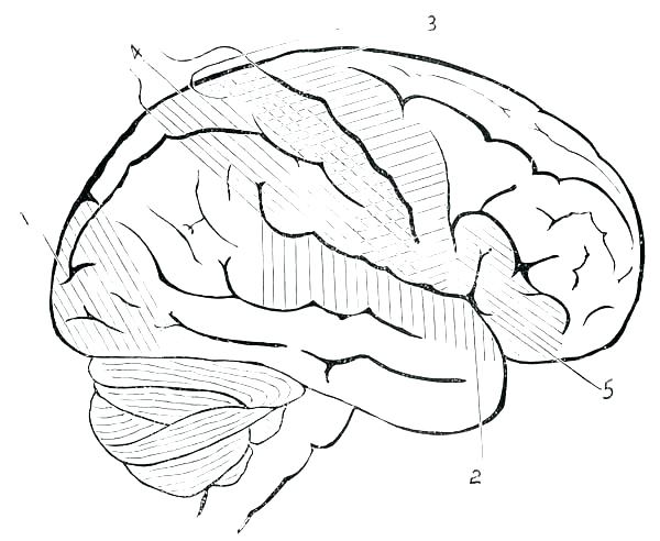 600x492 Skull Coloring Pages Anatomy Skull Coloring Pages Anatomy Free