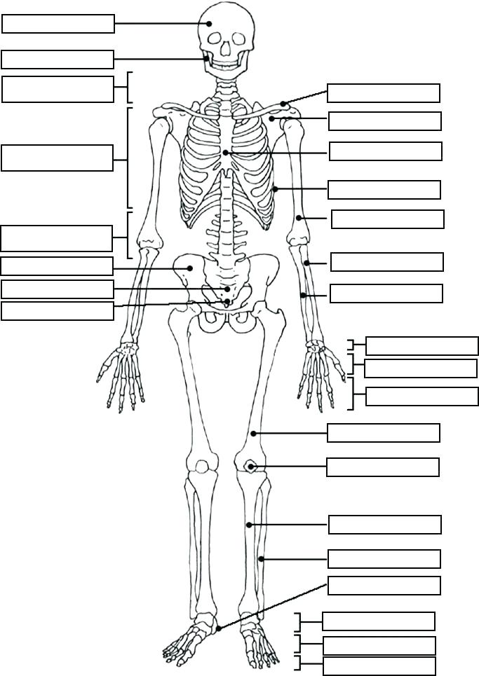 683x965 Day Of The Dead Skull Coloring Pages Kids Coloring Human Anatomy
