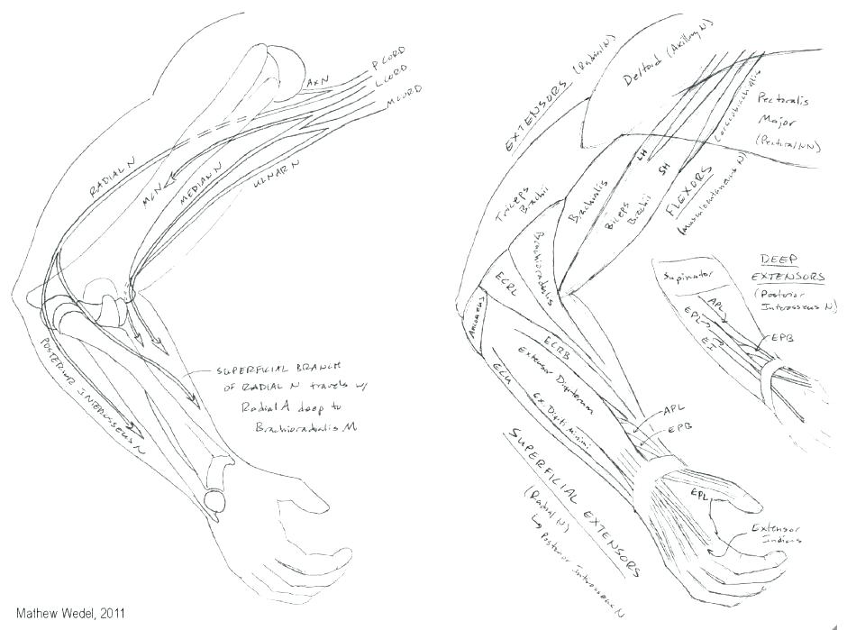 940x699 Human Coloring Pages Human Anatomy Coloring Page Coloring Home