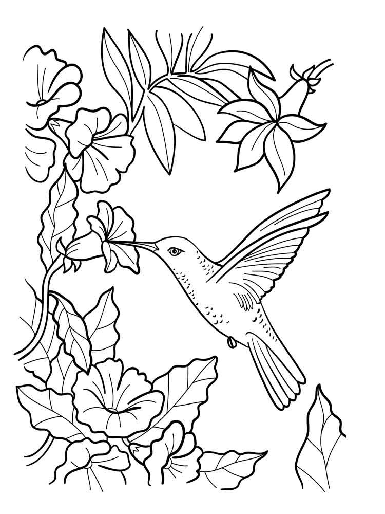 Hummingbird And Flower Coloring Pages