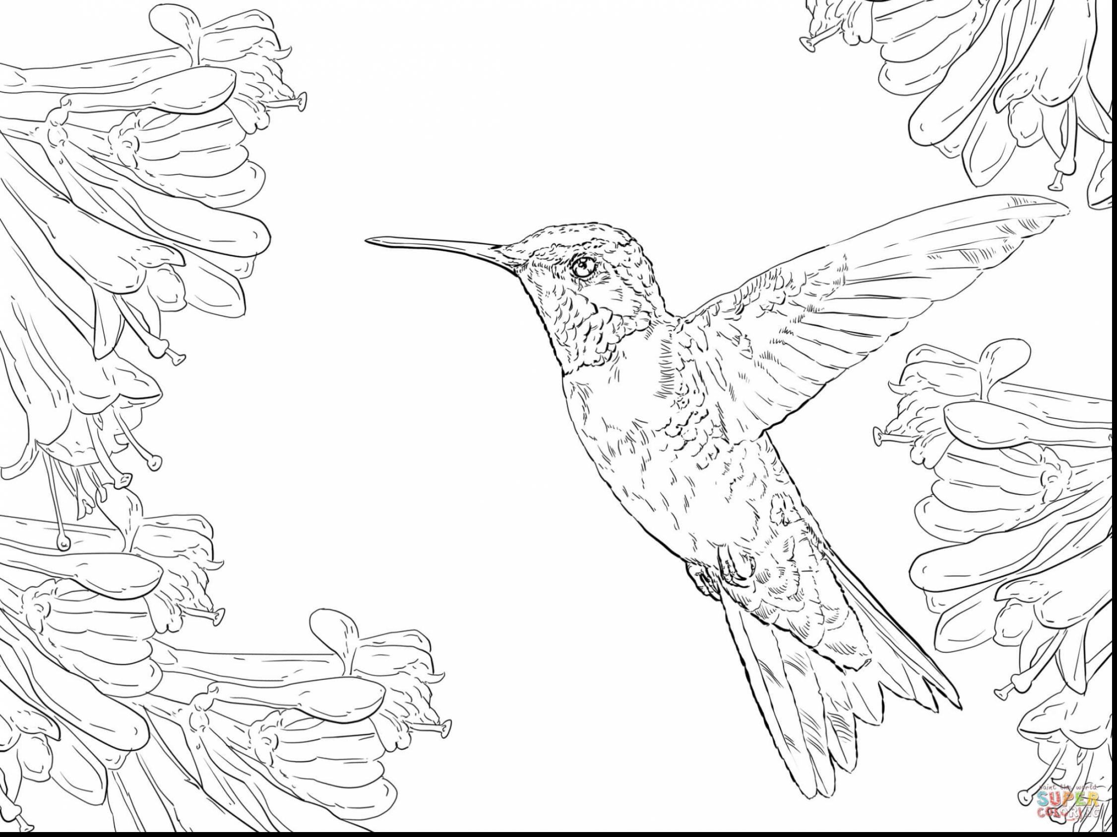 2252x1689 Hummingbird Animal Coloring Pages Free Draw To Color