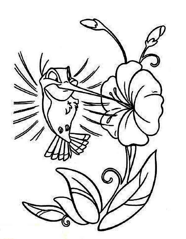 600x770 Hummingbird Coloring Pages