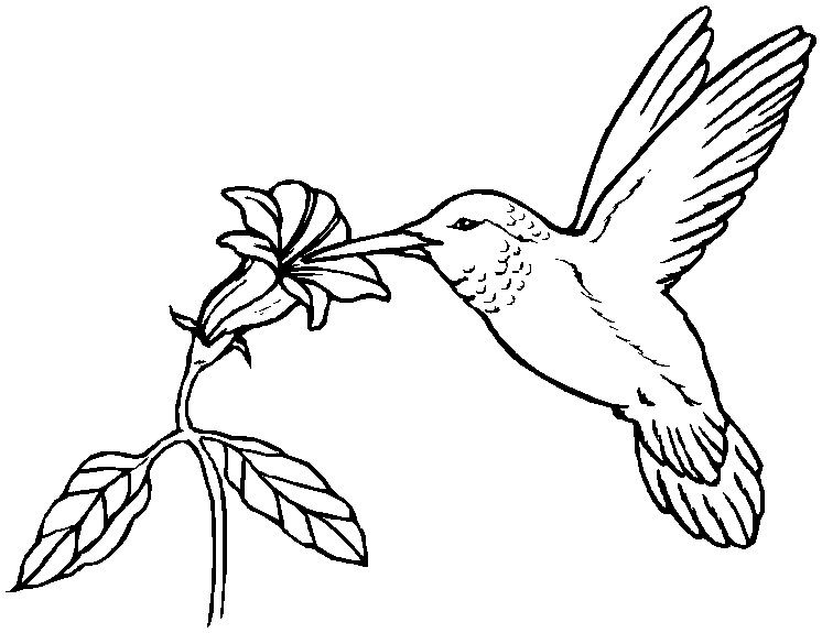 746x575 Hummingbird Coloring Pages Coloring Index Coloring For People