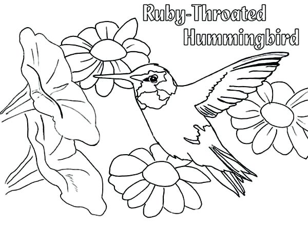 600x445 Hummingbird Coloring Pages As Awesome Remarkable Hummingbird