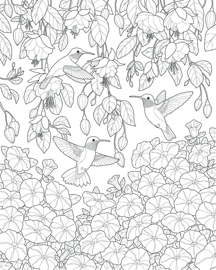 720x900 Hummingbird Coloring Pages Coloring Pages Of Hummingbirds Bird