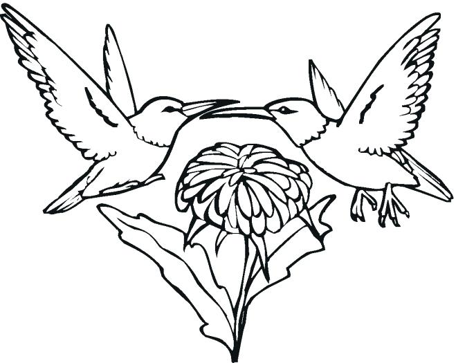 659x525 A Bee And Rose Coloring Page Wesmec.site