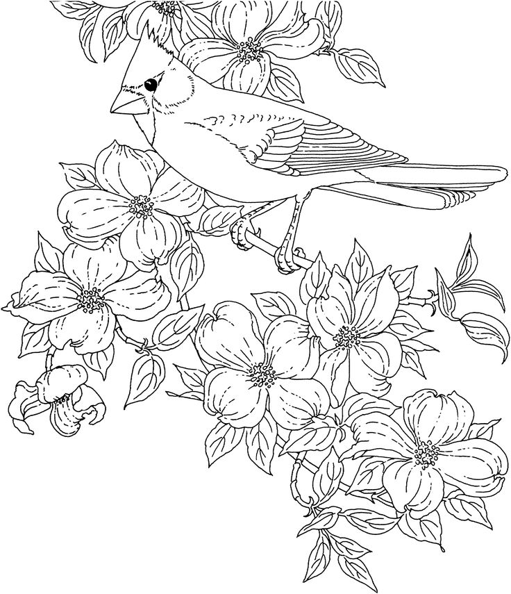 736x855 Adults Color Pages Free Printable Hummingbird Worksheets For 2nd