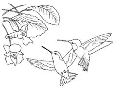 236x182 Coloring Pages Hummingbirds Hummingbird Coloring, Flower