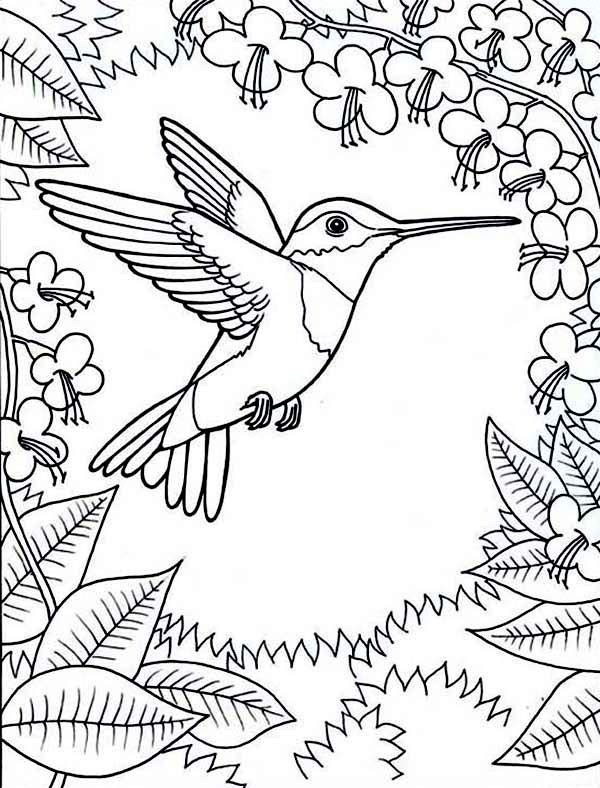 600x788 Framed By Flowers Hummingbird Coloring Page