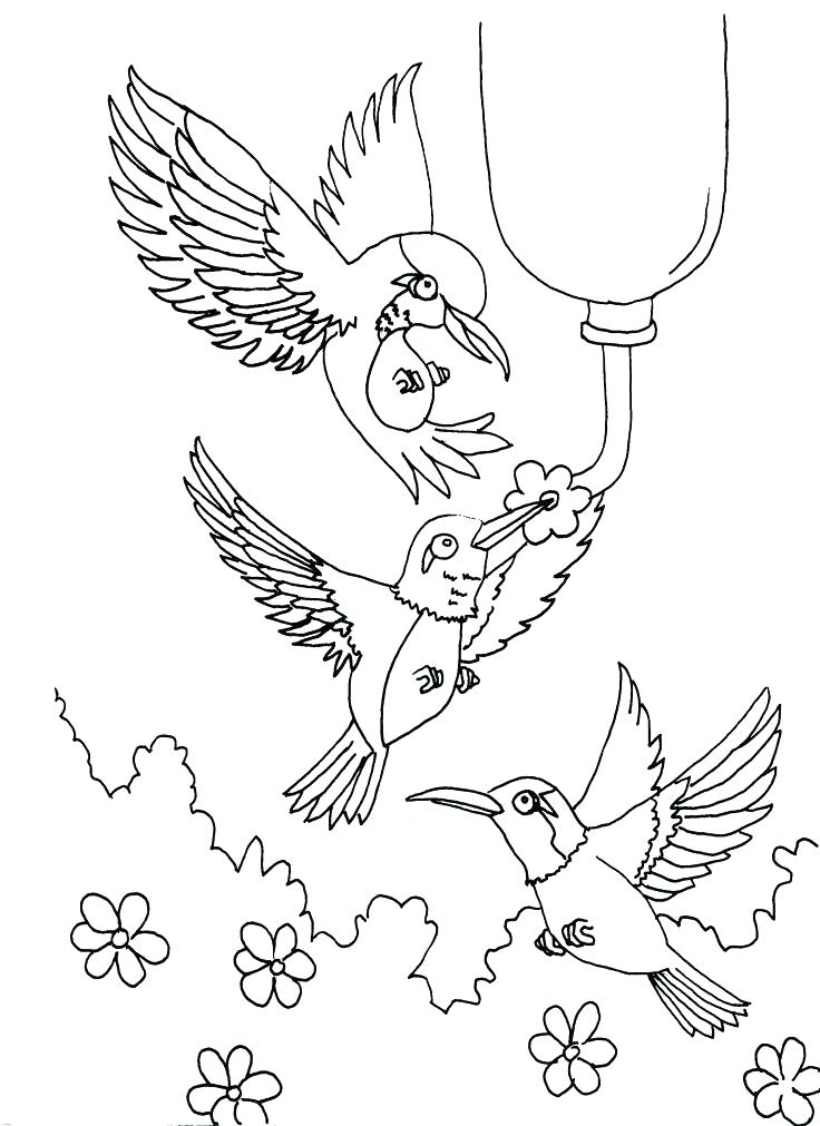 736x1011 Coloring Pages Of Hummingbirds Coloring Pages Of Hummingbirds