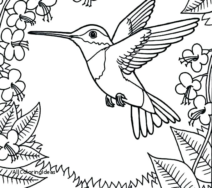 678x600 Hummingbird Coloring Pages Bee Hummingbird Coloring Pages