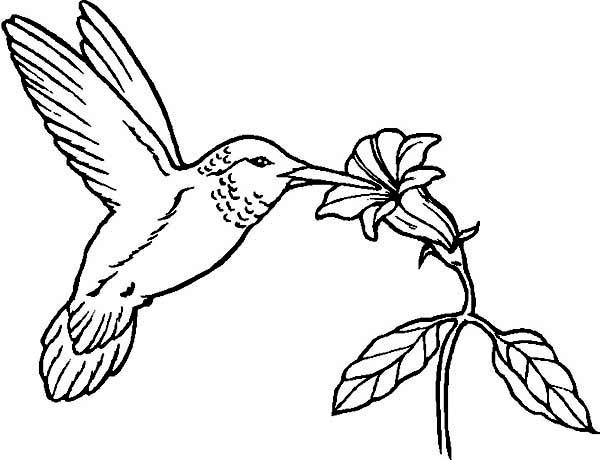 600x460 Hummingbirds, Flowers Provide Nectar For Hummingbird To Eat