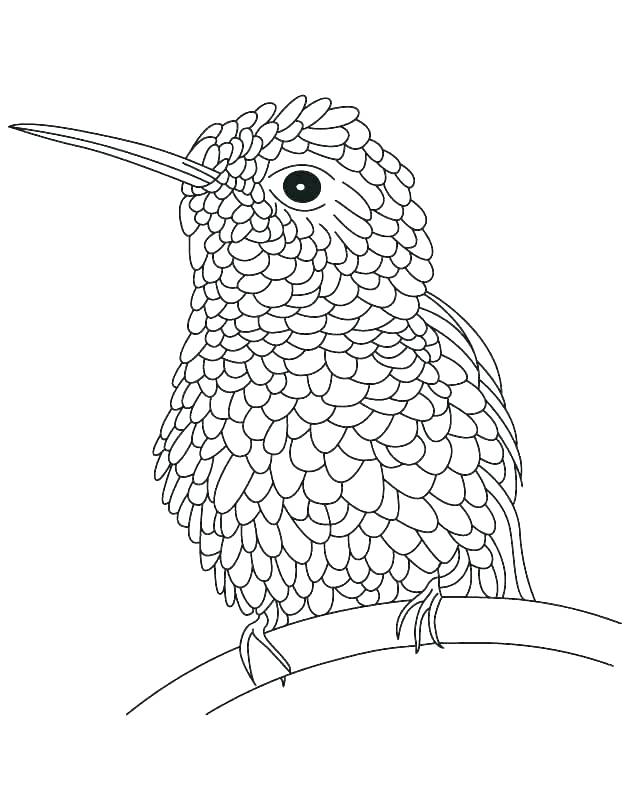 630x810 Coloring Pages Of Hummingbirds Hummingbird Coloring Pages