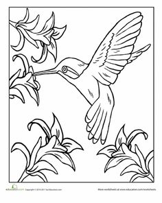 236x296 Hummingbird Pictures To Print For Free Hummingbird Coloring
