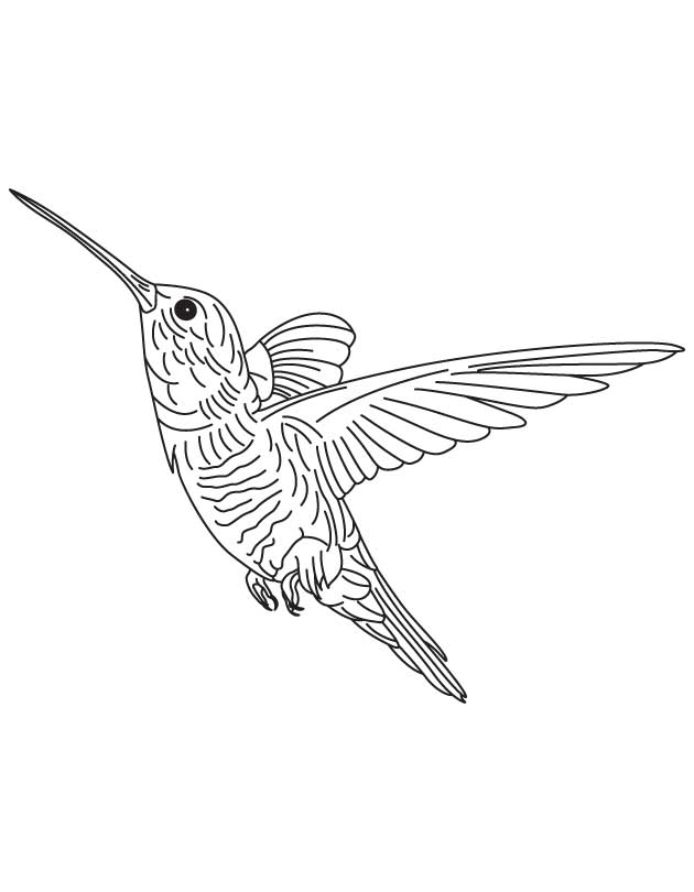 630x810 Free Hummingbird Pictures 465896