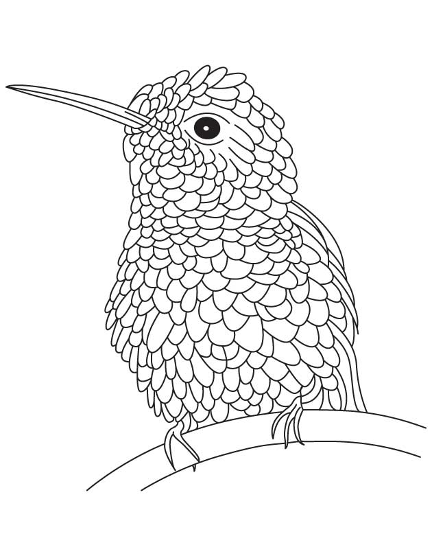 630x810 Humming Bird Coloring Page Many Interesting Cliparts