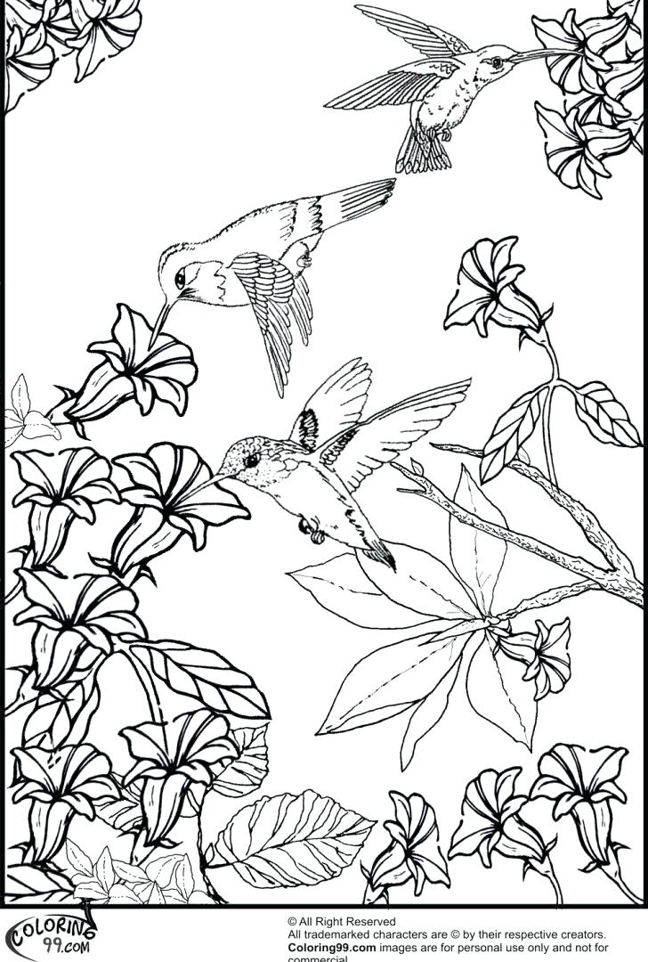 728x1080 Hummingbird Coloring Page 7 Free Coloring Pages For Adults Mama