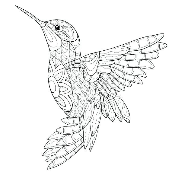 570x570 Hummingbird Coloring Page Hummingbird Animal Coloring Pages Adult