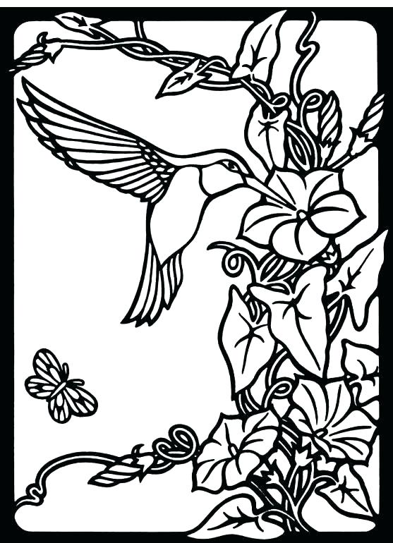 557x770 Hummingbird Coloring Pages Adult Hummingbird Coloring Pages