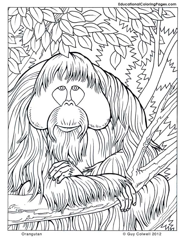 612x792 Hummingbird Coloring Pages Hummingbird Coloring Pages For Adults