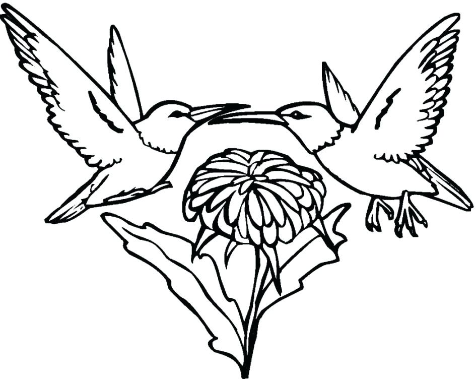 945x752 Hummingbird Coloring Pictures Hummingbird Adult Coloring Page