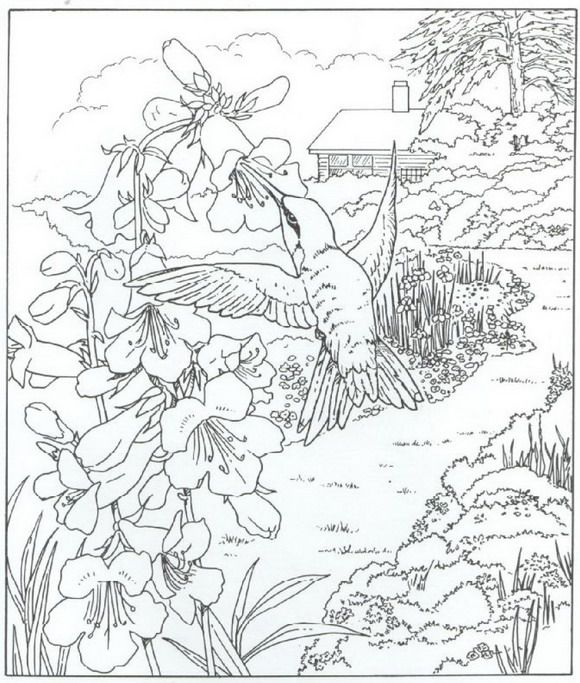 580x683 74 Best Humming Birds Art Amp Coloring Images