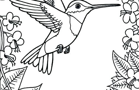 469x304 Hummingbird Coloring Pages