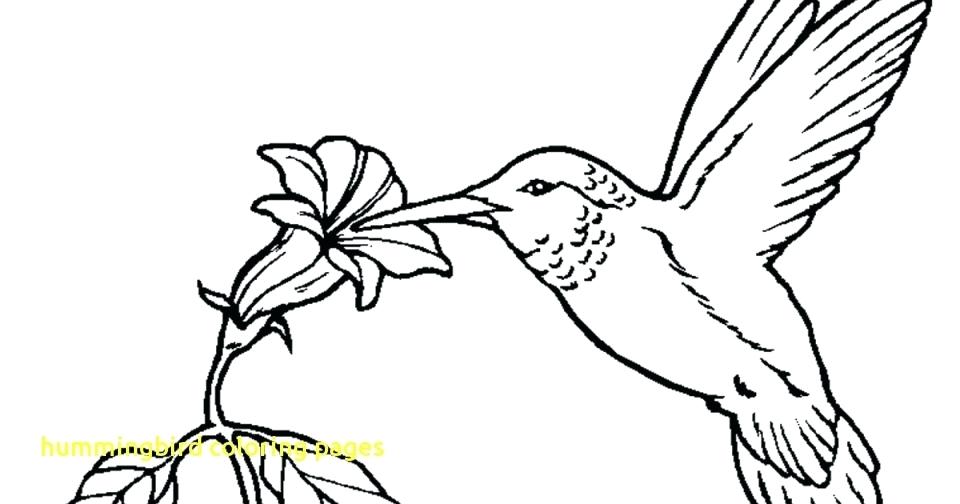 960x504 Coloring Pages Of Hummingbirds Hummingbird Coloring Pages With Get