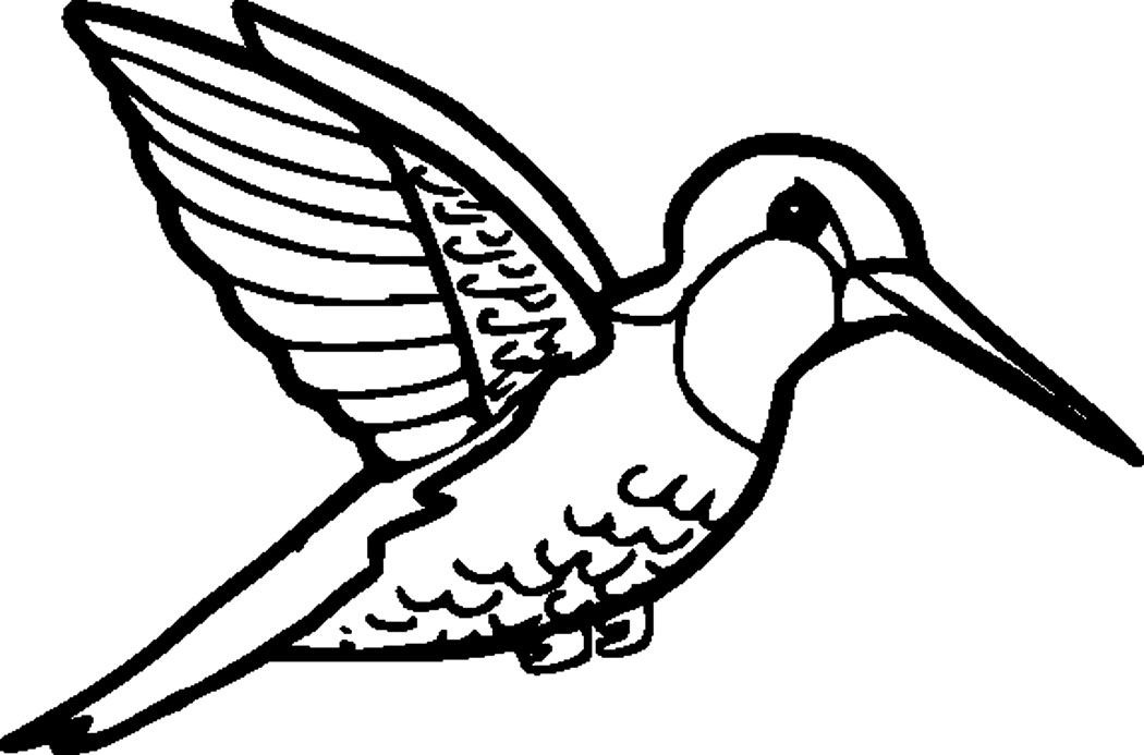 1050x693 Edge Coloring Pages Of Hummingbirds Hummingbird Pictures To Color
