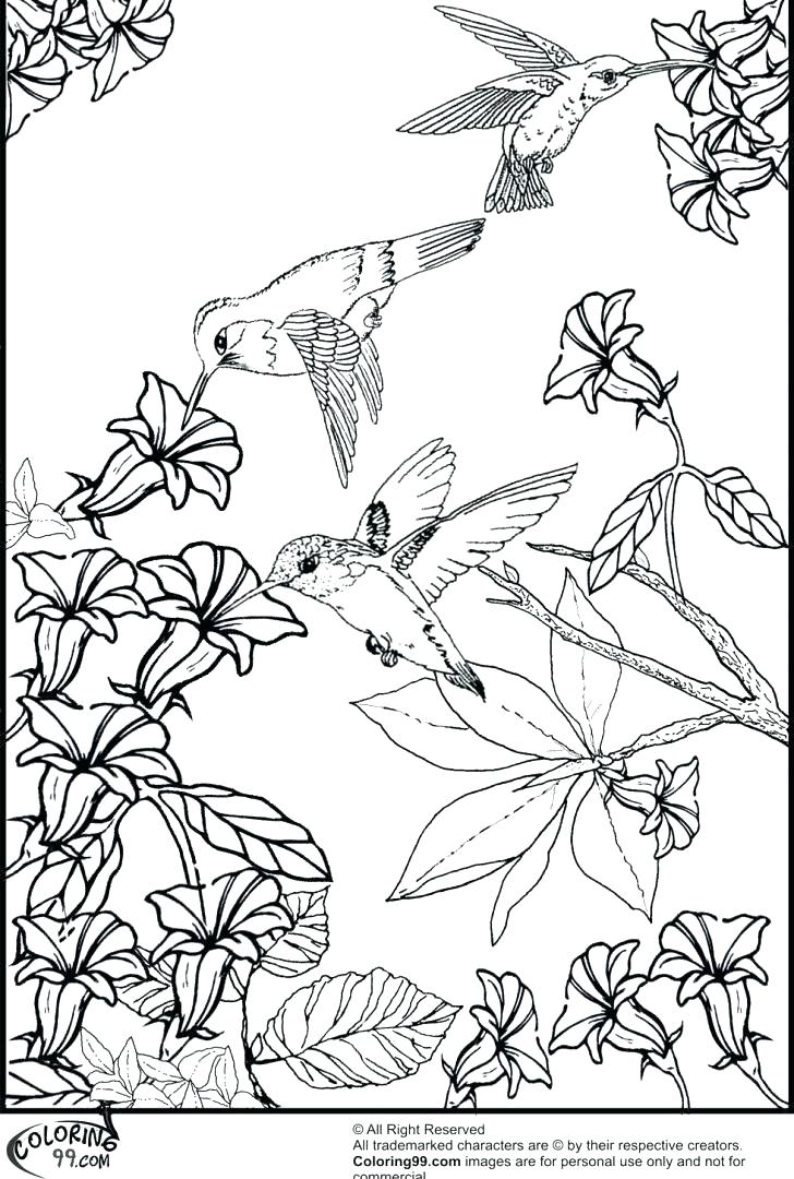 728x1080 Hummingbird Coloring Pages Hummingbird Coloring Excellent