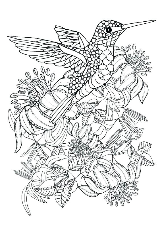 570x807 Hummingbird Coloring Pages Hummingbird Coloring Pages Hummingbird