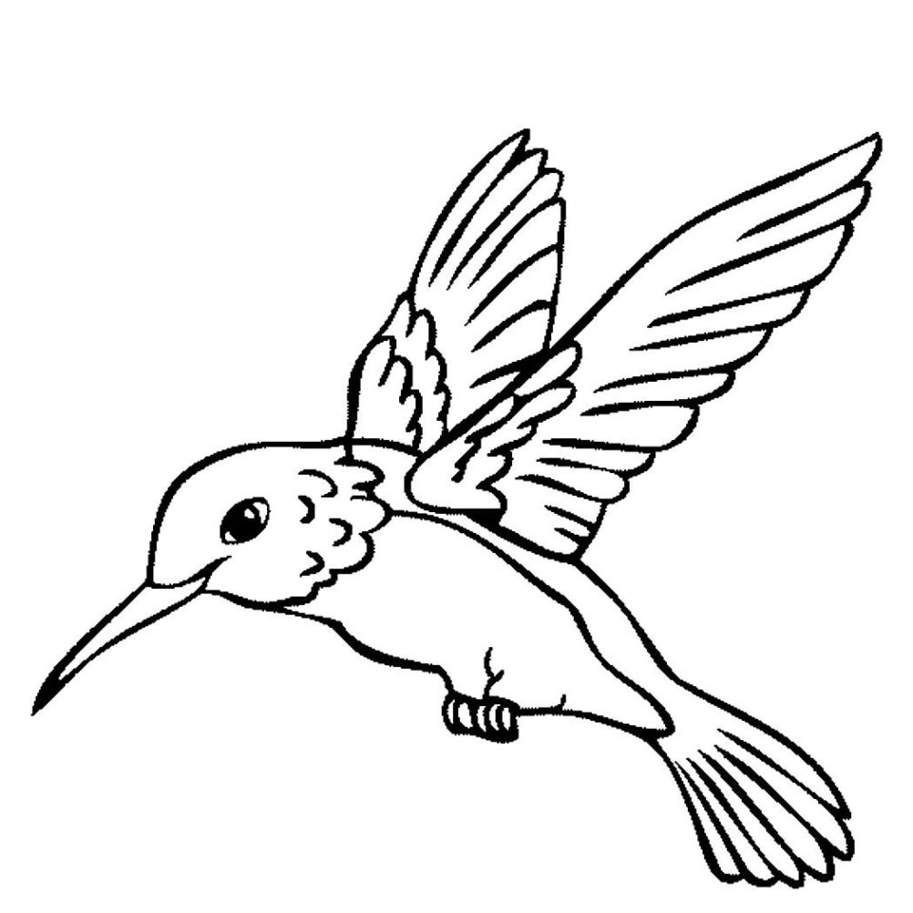 1002x1002 Bedroom Animal Print Bench Hummingbird Coloring Pages Printable