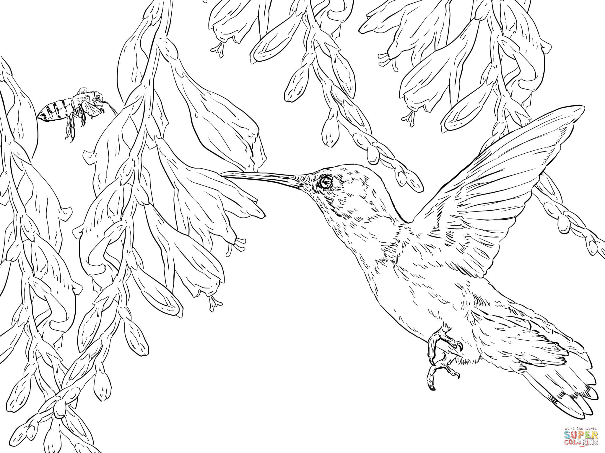 2048x1536 Bee Hummingbird Coloring Page Free Printable Pages Endearing
