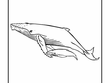 Humpback Whale Coloring Pages