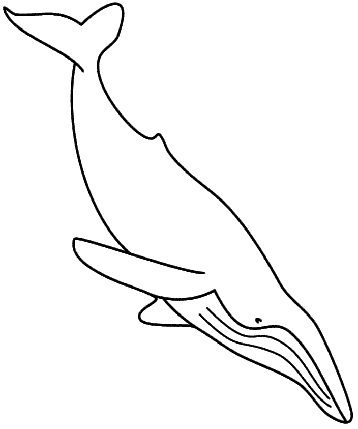704x843 Humpback Whale Coloring Pages
