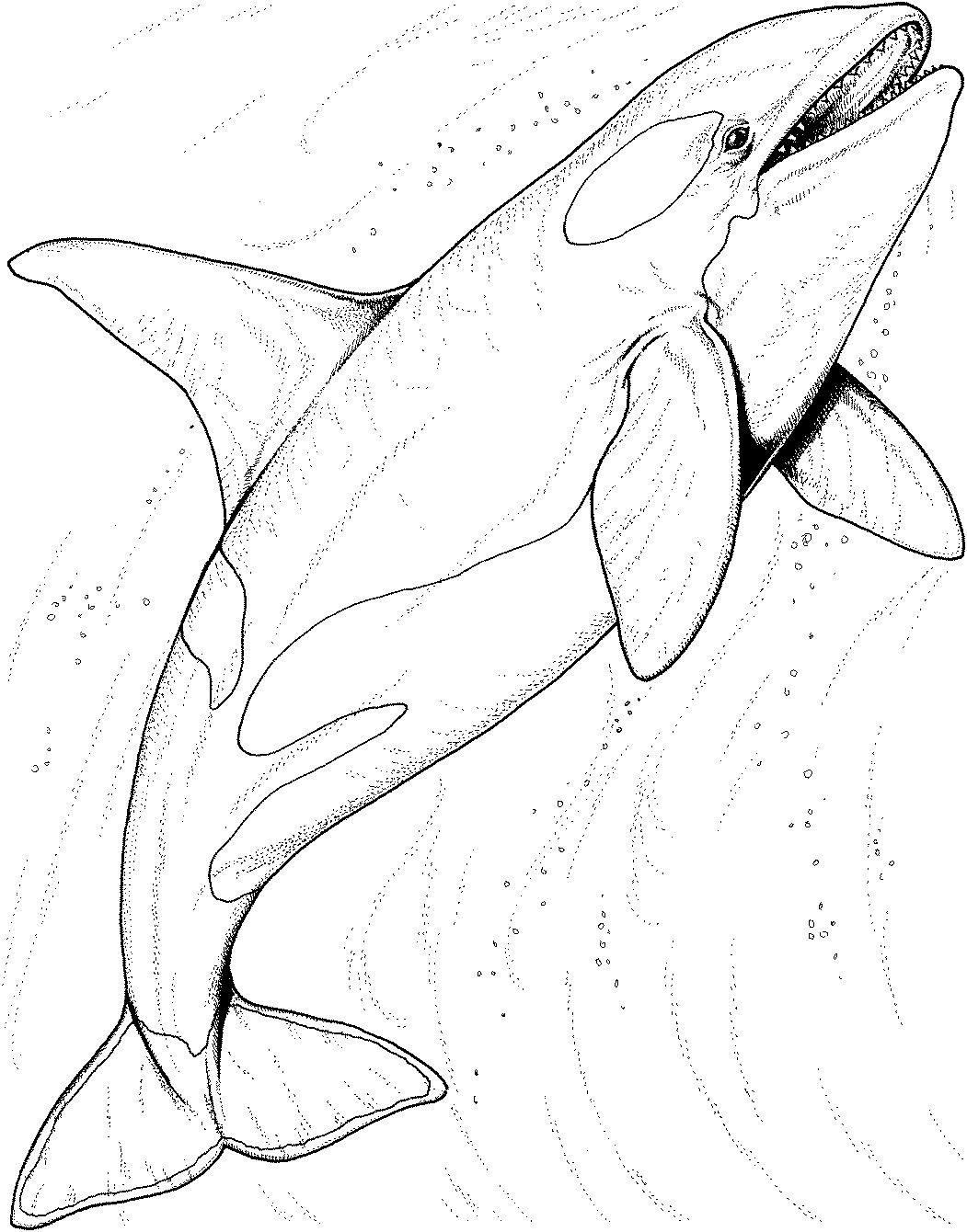 1051x1340 Humpback Whale From Killer Coloring Pages At Blue Wagashiya