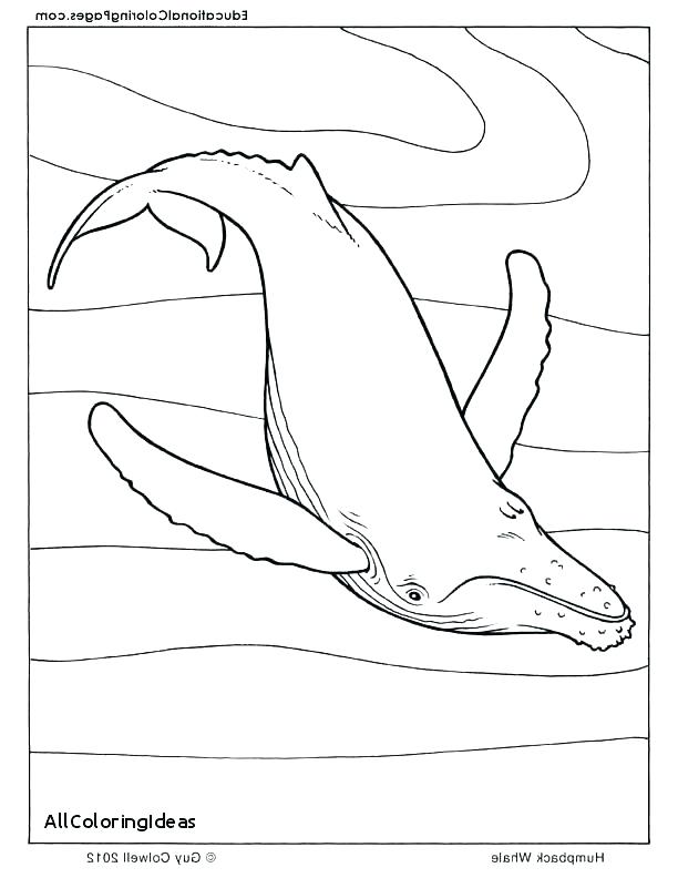 612x792 Killer Whale Coloring Page Killer Whale Coloring Pages Killer
