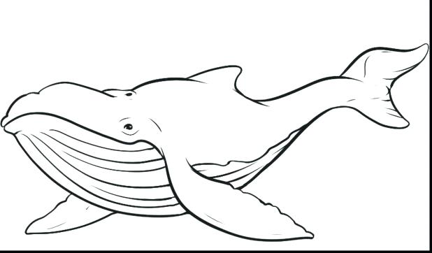 618x362 Superb Humpback Whale Coloring Pages For Kids With Page
